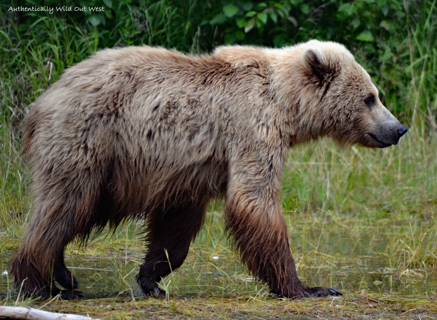 The Bear
