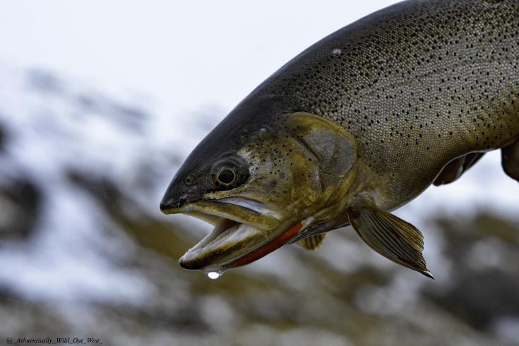 A close-up of a fish being held above water, showcasing its detailed scales and open mouth, with a blurred natural background.
